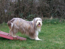 Agility Mainz